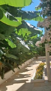4 Studio with Garden View 16